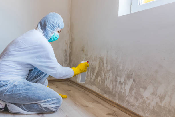 Licensed Black Mold Removal service in Cofield, NC - WQB Mold Removal