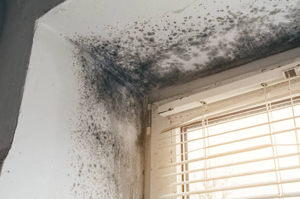 Affordable Black Mold Removal solutions in Cofield, NC